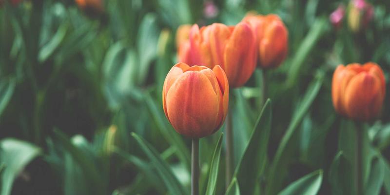 企业服务96:以战略规划为舵,运营优化为桨,商务咨询为帆,驱动企业长效增长